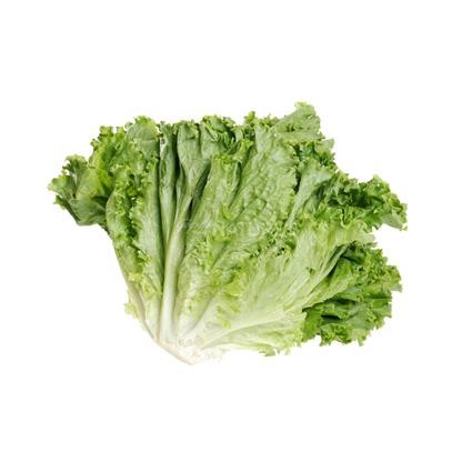 Lettuce Romaine Green