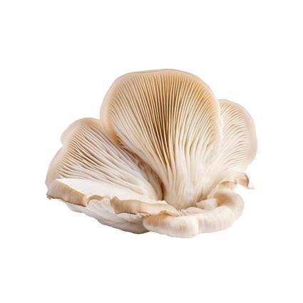 Fresh Oyster Mushroom Indian