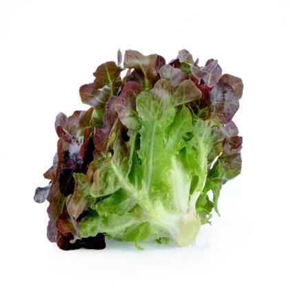 Red Oak Lettuce 100G