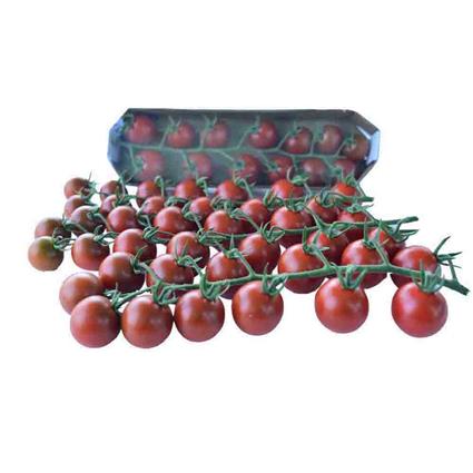 Tomato Cherry Vine Brown