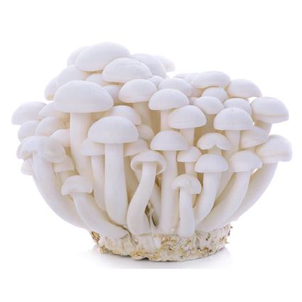 Mushroom Shi-Meji White Kg 125G