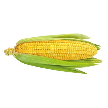 Hydroponic Corn